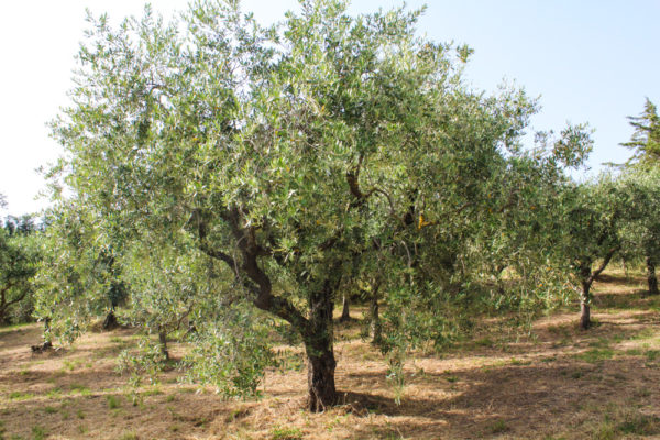 Adotta un ulivo: Auriga