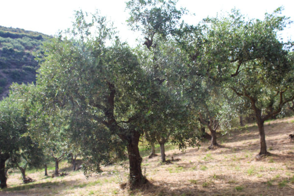 Adotta un ulivo: Balena