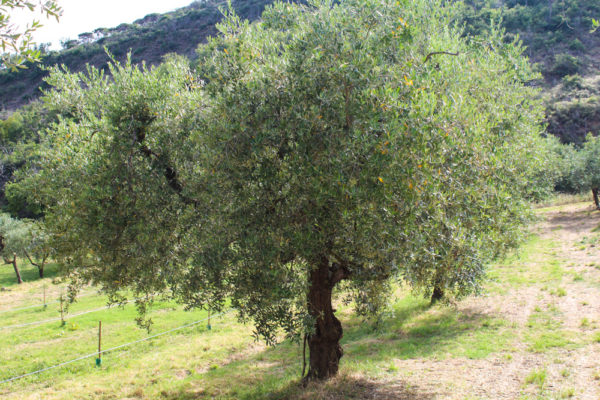 Adotta un ulivo: Bulino
