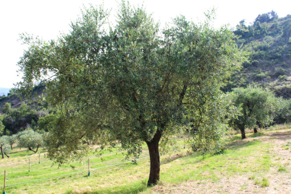 Adotta un ulivo: Bussola