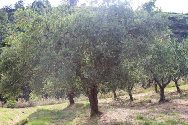 Adotta un ulivo: Camaleonte