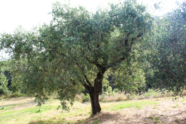 Adotta un ulivo: Cancro