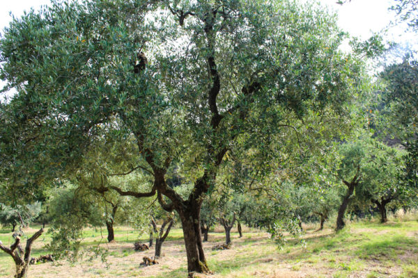 Adotta un ulivo: Capricorno
