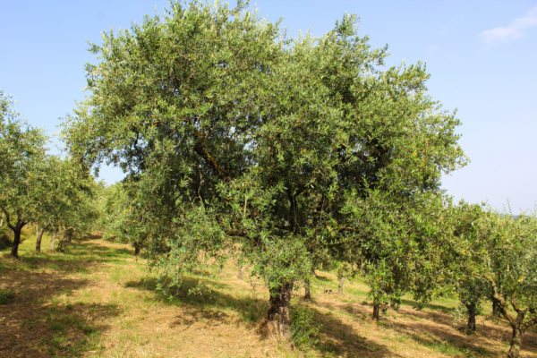 Adotta un ulivo: Carena