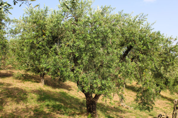 Adotta un ulivo: Cassiopea