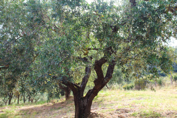 Adotta un ulivo: Corona