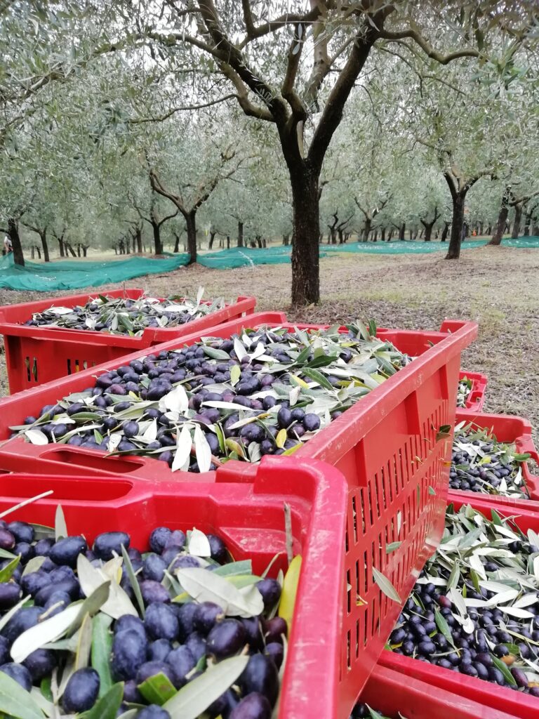 Al Frantoio Poetia prende il via la nuova campagna olearia 2026: dall’oliveto nasce la qualità dell’olio umbro