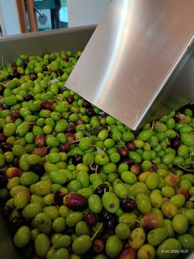 Note erbacee e carattere deciso: benvenuto Olio Nuovo
